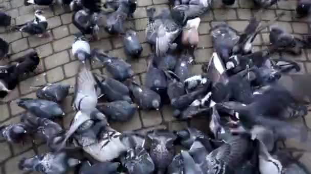 En stor flock duvor går längs den kaklade trottoaren — Stockvideo