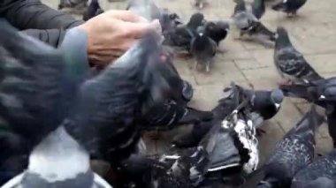 Bazı güvercinler insan avucunun üzerinde oturur ve tohum yerler.