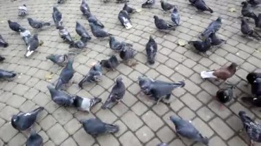 Büyük bir güvercin sürüsü kaldırımda yürüyor.