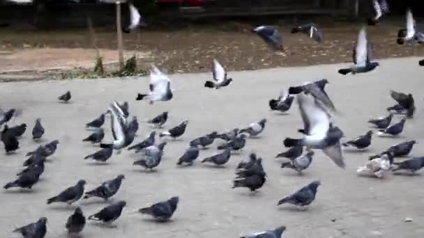 Большое стадо голубей в парке взлетает и улетает вдаль — стоковое видео
