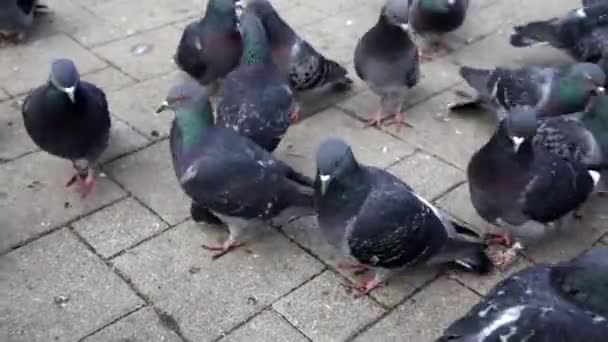 A large flock of pigeons walks along the tiled sidewalk — Stock Video