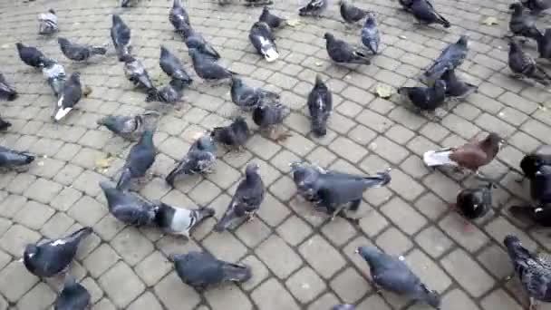 Una gran bandada de palomas camina por la acera de azulejos — Vídeos de Stock