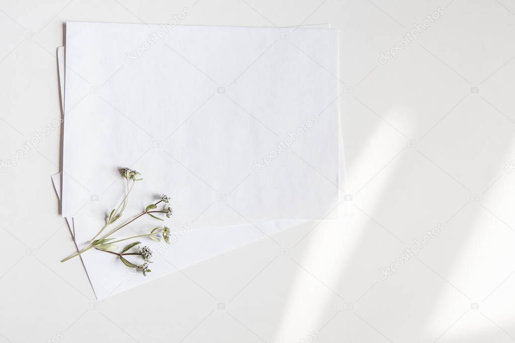 White blank envelopes with a small wild flower on a white background with light highlights. Top view. High quality photo