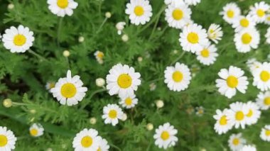 Yaz tarlasında çiçek açan papatyaların üzerine sorunsuz bir video.