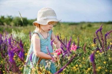 Panama şapkalı ve mavi elbiseli küçük bir kız çiçek açan bir tarlada budanmış bir sepetin içinde adaçayı topluyor.