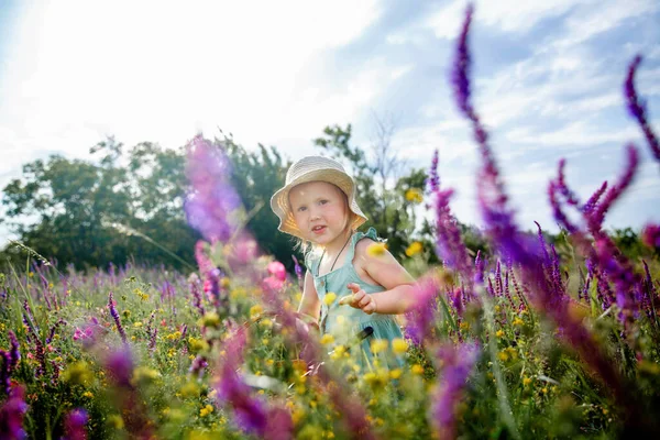 Una bambina con un cappello di panama e un vestito blu in un campo fiorito estivo raccoglie salvia in un cesto con un potatore. — Foto Stock