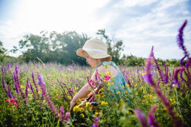 Panama şapkalı ve mavi elbiseli küçük bir kız çiçek açan bir tarlada budanmış bir sepetin içinde adaçayı topluyor.