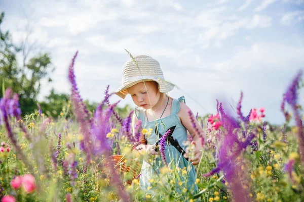 Una bambina con un cappello di panama e un vestito blu in un campo fiorito estivo raccoglie salvia in un cesto con un potatore. — Foto Stock
