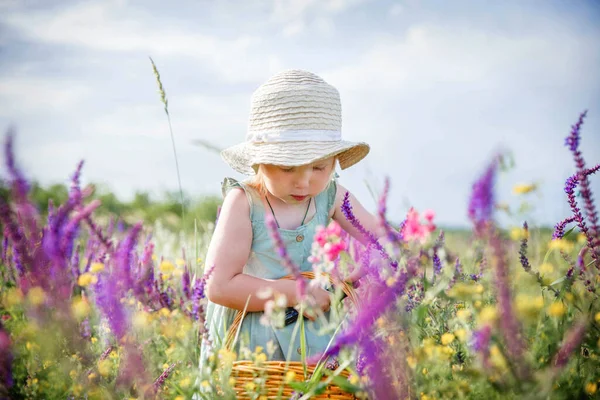 Маленькая девочка в панамской шляпе и синем платье в летнем цветущем поле собирает шалфей в корзине с черносливом — стоковое фото