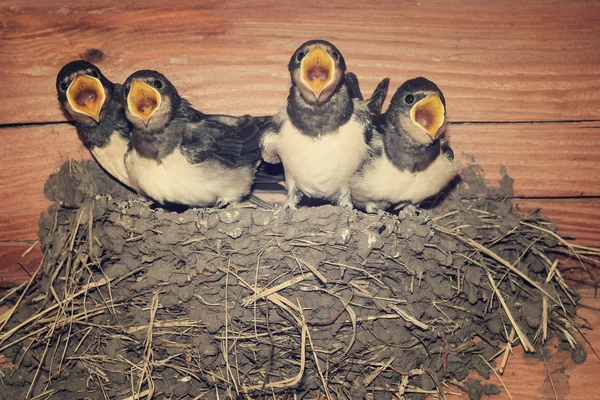 Feed me! Demanding swallow chicks begging for food — Stock Photo, Image