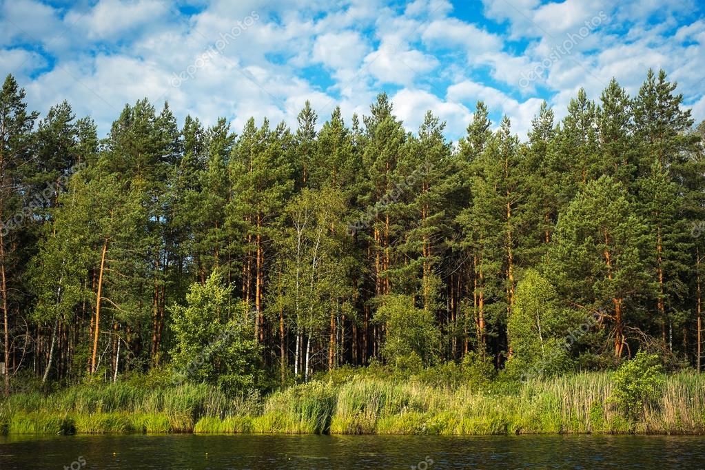 View of the coniferous and deciduous trees — Stock Photo © SergeyChayko