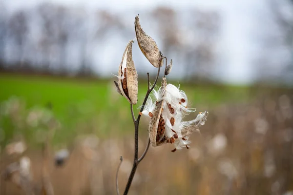 Asclepias Syriaca Comúnmente Llamada Algodoncillo Común Flor Mariposa Algodoncillo Hierba —  Fotos de Stock