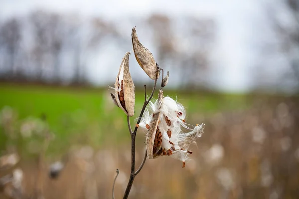 Asclepias Syriaca Comunemente Chiamata Erba Del Latte Comune Fiore Farfalla — Foto Stock