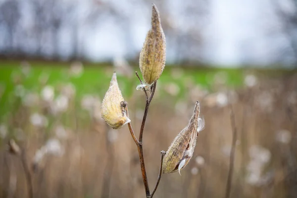 Asclepias Syriaca Comumente Chamado Milkweed Comum Flor Borboleta Seda Seda — Fotografia de Stock