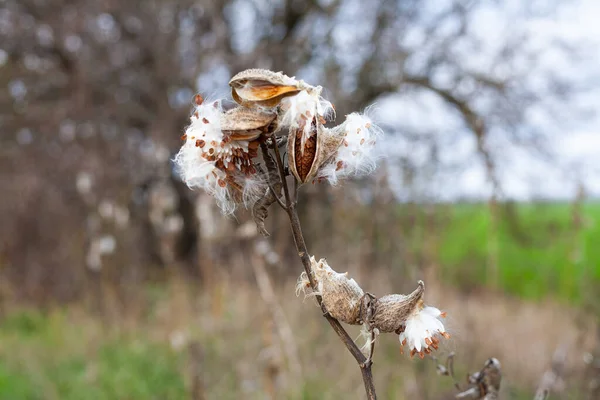 Asclepias Syriaca Comunemente Chiamata Erba Del Latte Comune Fiore Farfalla — Foto Stock