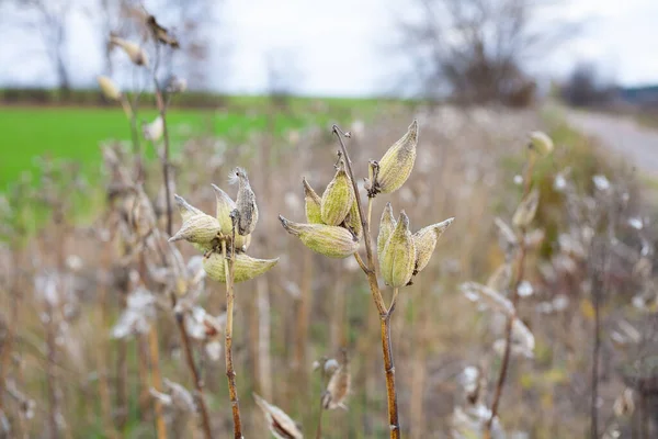 Asclepias Syriaca Comunemente Chiamata Erba Del Latte Comune Fiore Farfalla — Foto Stock