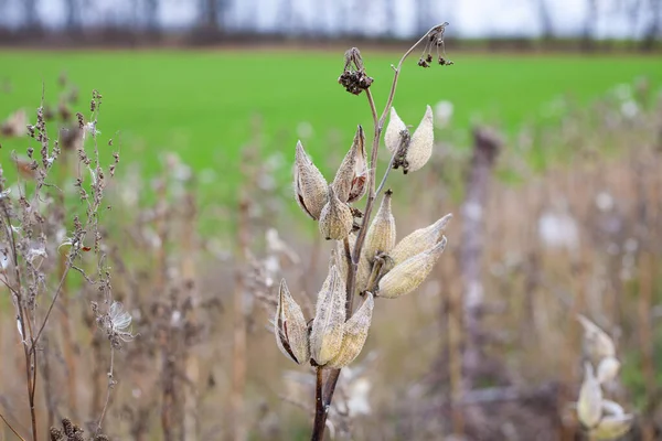 一般的に一般的なミルクウィード 蝶の花 蚕の雑草 絹のようなツバメ ヨモギ およびバージニアの蚕の雑草と呼ばれるアスクレピアスシリアカ — ストック写真