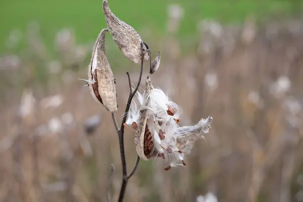 一般的に一般的なミルクウィード 蝶の花 蚕の雑草 絹のようなツバメ ヨモギ およびバージニアの蚕の雑草と呼ばれるアスクレピアスシリアカ — ストック写真