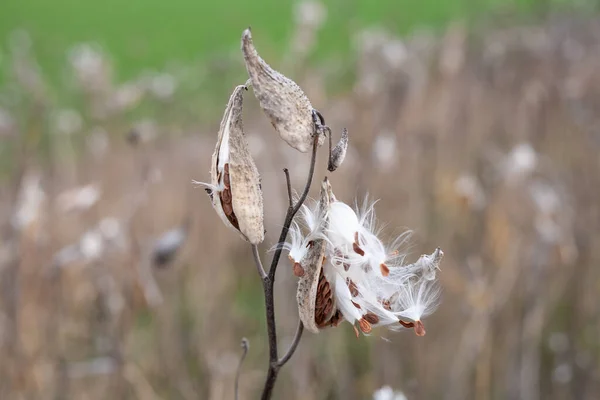 一般的に一般的なミルクウィード 蝶の花 蚕の雑草 絹のようなツバメ ヨモギ およびバージニアの蚕の雑草と呼ばれるアスクレピアスシリアカ — ストック写真