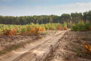 Güzel sonbahar manzarası: Çam ormanındaki yol, mavi gökyüzü, sarı ve kırmızı sonbahar yaprakları
