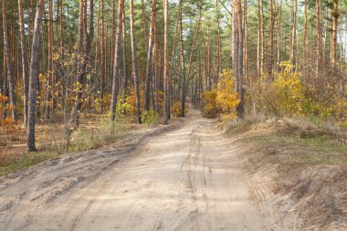 Güzel sonbahar manzarası: Çam ormanındaki yol, mavi gökyüzü, sarı ve kırmızı sonbahar yaprakları