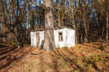 Güneşli bir Kasım sabahında karışık ormanın sonbahar manzarası