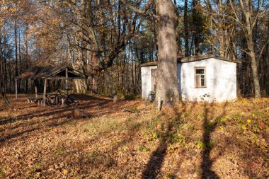 Güneşli bir Kasım sabahında karışık ormanın sonbahar manzarası