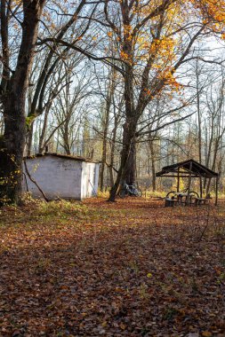 Güneşli bir Kasım sabahında karışık ormanın sonbahar manzarası