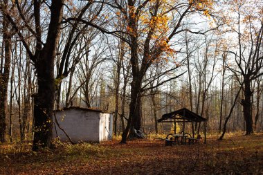 Güneşli bir Kasım sabahında karışık ormanın sonbahar manzarası