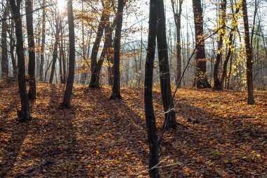 Güneş ışınları ağaçların dallarında oynar. Sonbahar ormanı. Sonbahar renkleri. - Günaydın. Ormanda yürü..