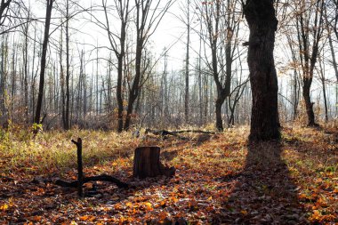 Güneşli bir Kasım sabahında karışık ormanın sonbahar manzarası