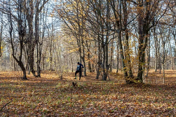 Jesienny Krajobraz Lasu Mieszanego Słoneczny Listopadowy Poranek — Zdjęcie stockowe