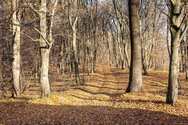 Promienie Słoneczne Grają Gałęziach Drzew Jesienny Las Jesienne Kolory Dzień — Zdjęcie stockowe