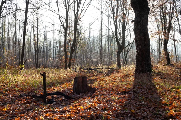 Herbstlandschaft Aus Mischwäldern Einem Sonnigen Novembermorgen — Stockfoto
