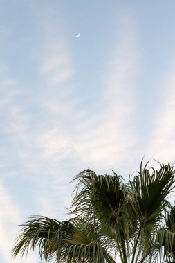 Mısır 'da bir palmiye ağacının üzerinde ay