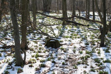 Güneşli bir günde açan ilkbahar kardelen çiçekleri. Bahar ormanındaki güzel kardamlaları. Çiçekli bahar ormanının manzarası.