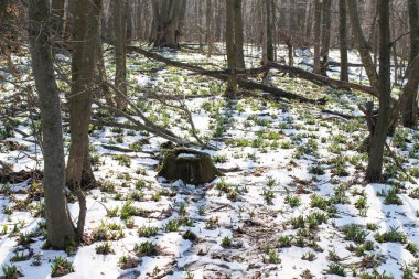 Güneşli bir günde açan ilkbahar kardelen çiçekleri. Bahar ormanındaki güzel kardamlaları. Çiçekli bahar ormanının manzarası.