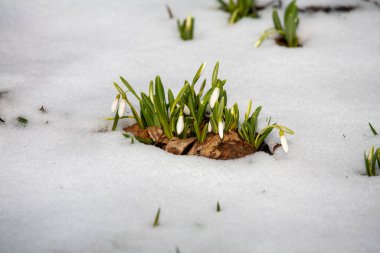 Güneşli bir günde açan ilkbahar kardelen çiçekleri. Bahar ormanındaki güzel kardamlaları. Çiçekli bahar ormanının manzarası.