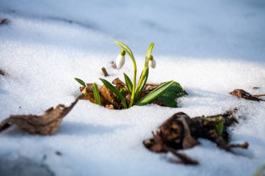 Güneşli bir günde açan ilkbahar kardelen çiçekleri. Bahar ormanındaki güzel kardamlaları. Çiçekli bahar ormanının manzarası.