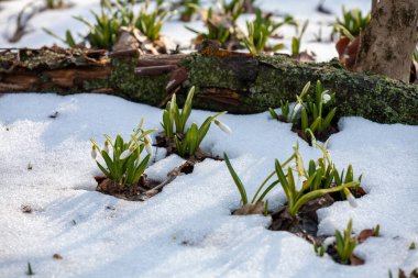 Bahar ormanlarında yetişen bir grup karçiçeği..