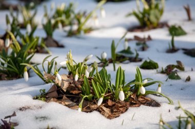 Güneşli bir günde açan ilkbahar kardelen çiçekleri. Bahar ormanındaki güzel kardamlaları. Çiçekli bahar ormanının manzarası.