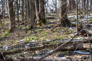 Bahar ormanlarında yetişen bir grup karçiçeği..