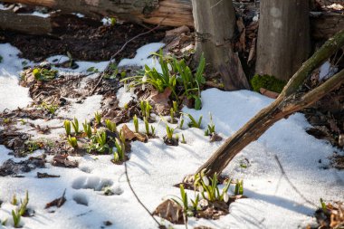 Güneşli bir günde açan ilkbahar kardelen çiçekleri. Bahar ormanındaki güzel kardamlaları. Çiçekli bahar ormanının manzarası.