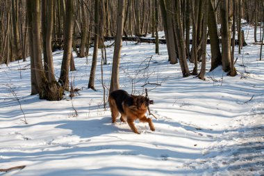 Genç Alman çoban köpeği ormanda.