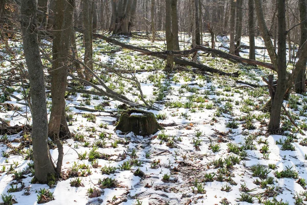 Güneşli bir günde açan ilkbahar kardelen çiçekleri. Bahar ormanındaki güzel kardamlaları. Çiçekli bahar ormanının manzarası.