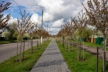 Kamyanka, Ukrayna - 10 Mayıs 2023: Kamyanka şehrinde Sakura sokağı 