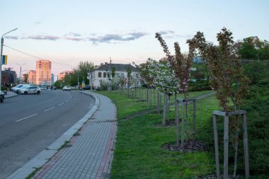 Cherkasy, Ukrayna - 14 Mayıs 2021: Sakura Gagarina Caddesi
