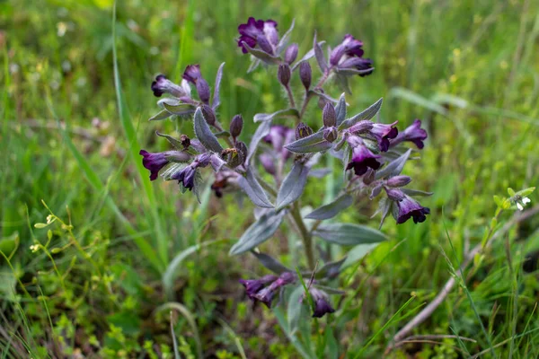 Bloemen Bladeren Van Monnik Nonea Pulla Uit Europa — Stockfoto