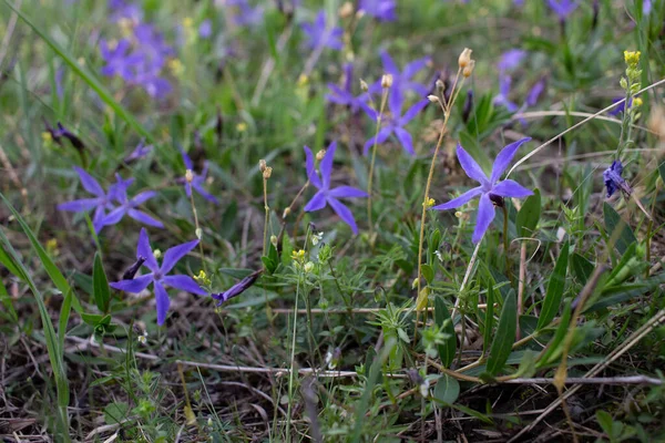 Vinca Herbacea Met Gewone Naam Kruidachtige Periwinkle Een Bloeiende Plant — Stockfoto