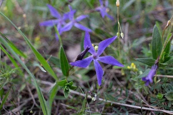 Vinca Herbacea Közismert Nevén Lágyszárú Periwinkle Egy Virágzó Növény Őshonos — Stock Fotó